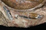 Large Hammatoceras Ammonite Display Piece #4337-7